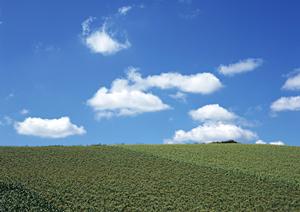 倉敷でも人気のペット火葬にかかる費用