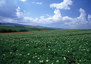迅速対応可能な仏壇掃除サービス
