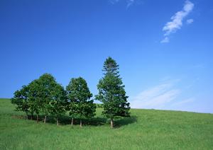 酒田市の葬式で祭壇周りに飾られる献花