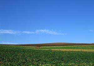 樹林墓地にお墓を持つという選択肢