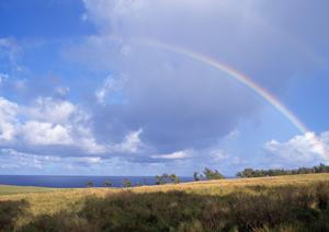 安心の終活準備に最適！大阪市で選べる樹木葬のメリットと人気施設ガイド